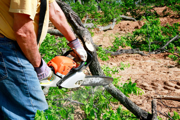 The Steps Involved in Our Tree Care Process in Mountain View, AR